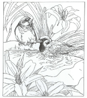 A coloring page of nature in the backyard